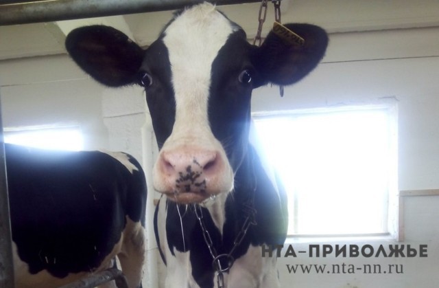 Более чем на 9 тысяч тонн выросло производство молока в Нижегородской области в 2021 году