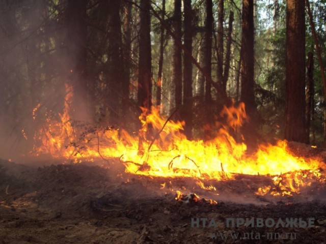 Более 10 лесных пожаров произошло в Ульяновской области с начала сезона